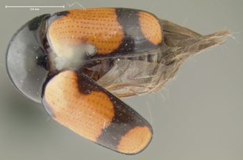 Media type: image;   Entomology 7413 Aspect: habitus dorsal view